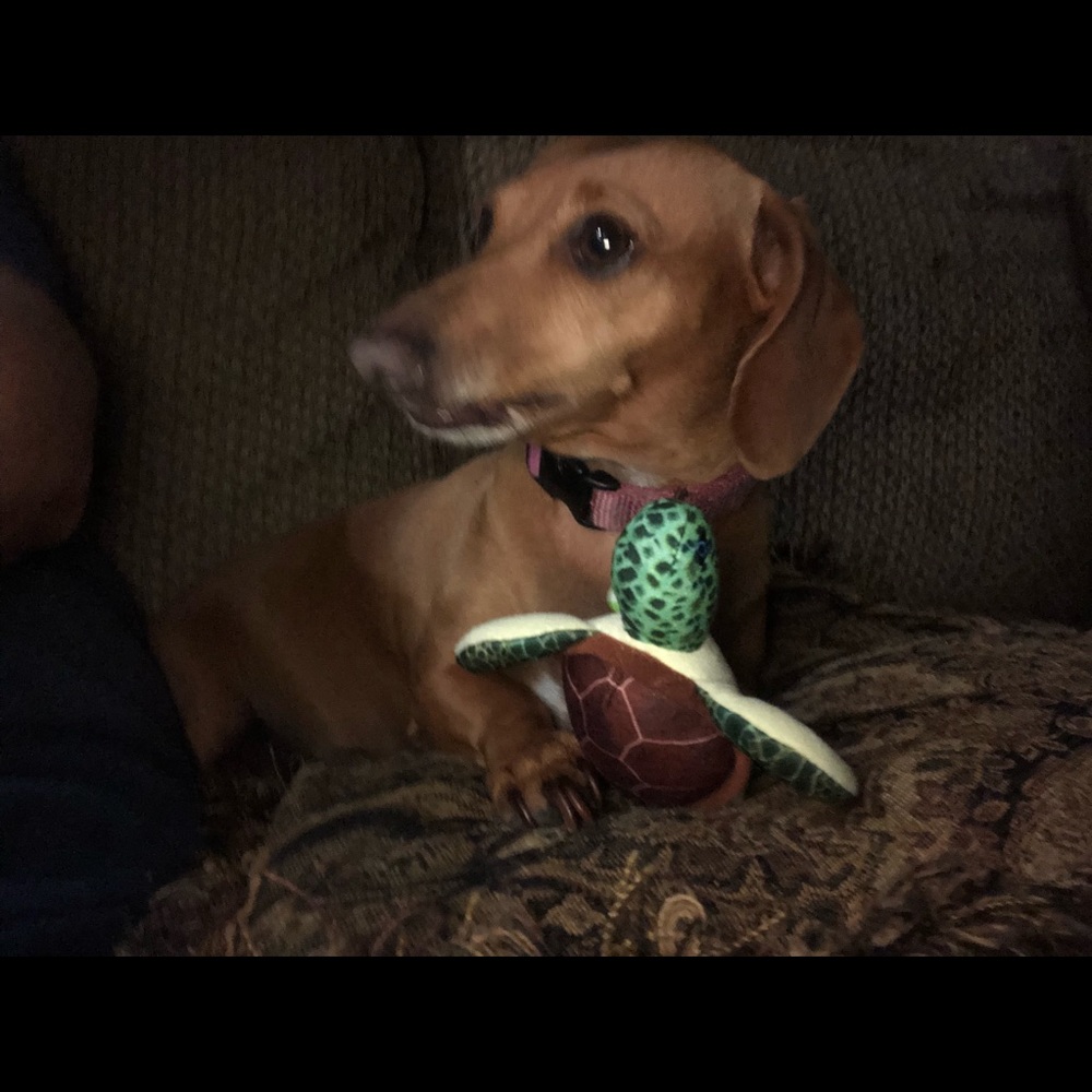 Meet your Posher, Mendy